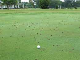 UK Amenity Cast Off 10L - Best Worm Cast Deterrent