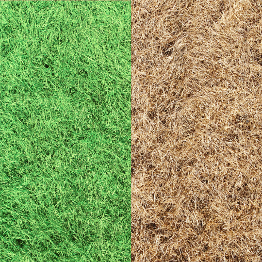 Giddyup 5l Glyphosate 360 g/l 41.67 % glyphosate Professional Total weed killer