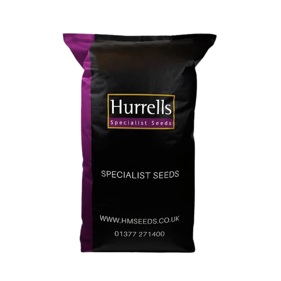 Seed shoes hot sale sale