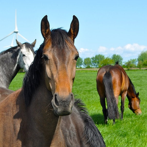 Hurrells HM.8 Equigraze - Paddock Grass Seed Mix 14Kg